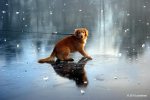 Dog_ice8